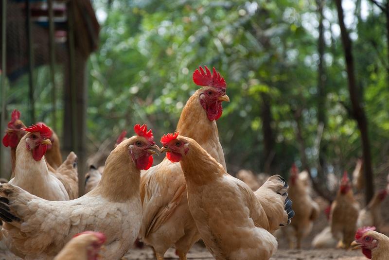农村散养土鸡需要注意哪些问题？