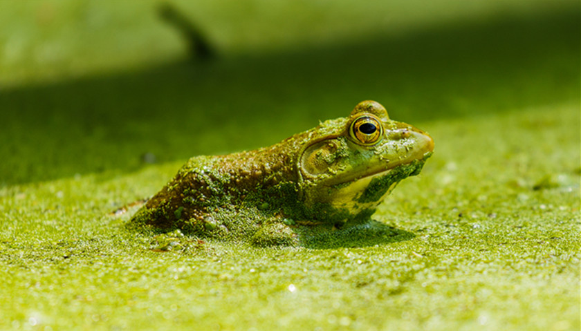 中国野生动物保护协会撤销蛙类养殖委，以后还能不能吃牛蛙？