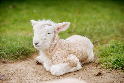 禁止从葡萄牙输入羊及其相关产品！具体是怎么回事？