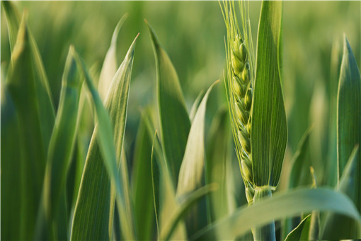 2020小麦播种最佳时间是什么时候？附全国各地播种一览表！