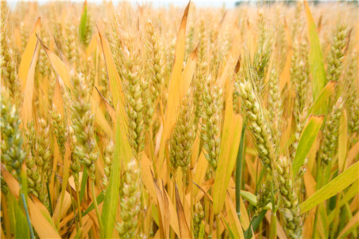 2021年小麦最低保护价格是多少？还有补贴吗？