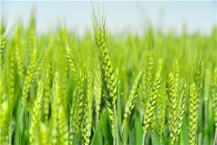  2021小麦最低收购价什么时候出来？会上调吗？