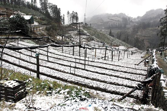 贵州省关于做好冬季农业生产防范低温雪凝天气工作的通知