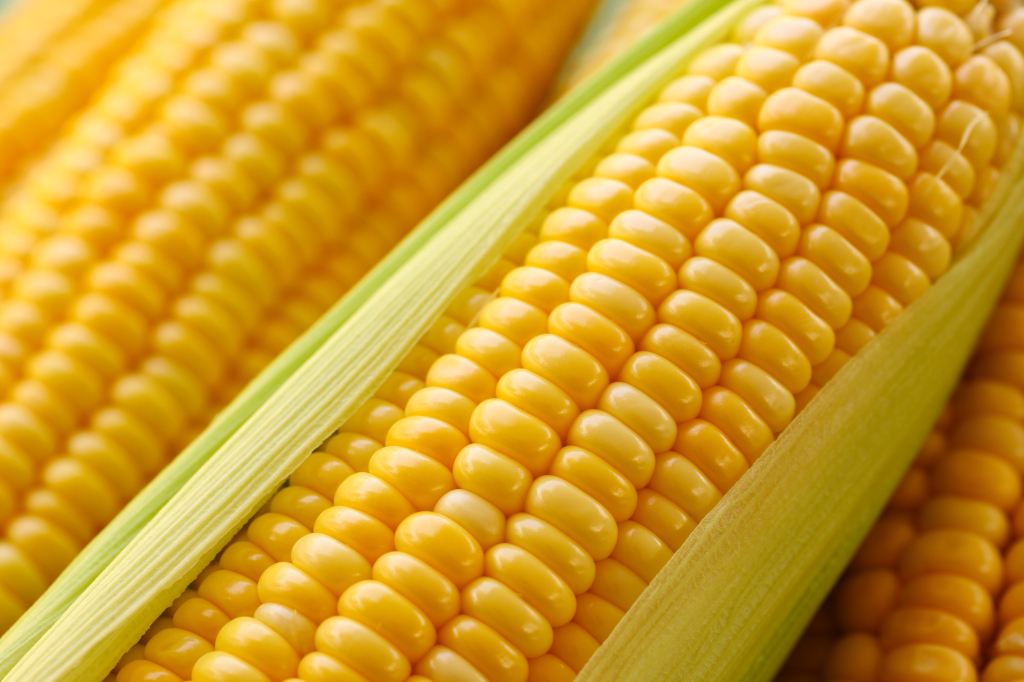  2020年11月玉米价格行情如何？玉米价格为何上涨？