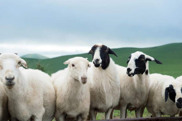 今日全国活羊价格行情如何？养羊利润分析