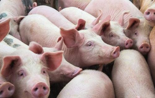  关于印发中南区生猪调运管理办法、动物及动物产品指定通道检查站规