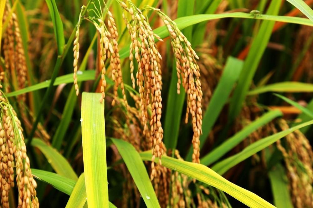 袁隆平团队海水稻开始产业化推广！具体怎么回事？附种植要点介绍！