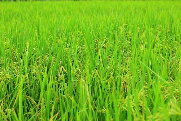 2021年水稻审定品种有哪些？