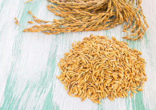 关于提供2021年早造省级水稻品种试验种子的通知