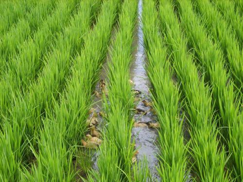 2021年四川省水稻品种区域试验及生产试验供种通知
