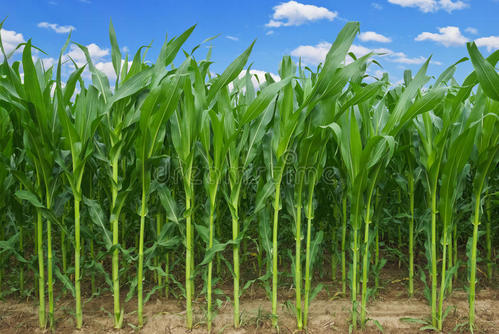 全国农技中心关于印发2021年国家玉米品种试验实施方案的通知