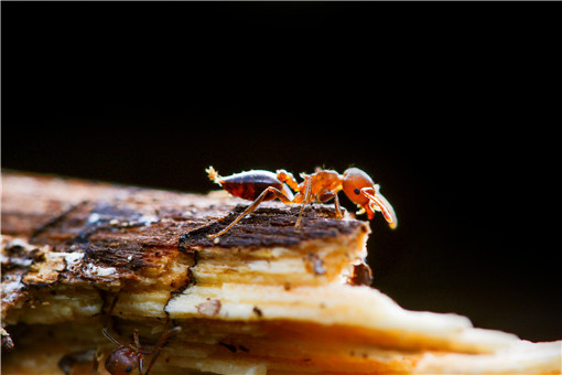 红火蚁位列最危险入侵物种！红火蚁具体有哪些危害？附详情！