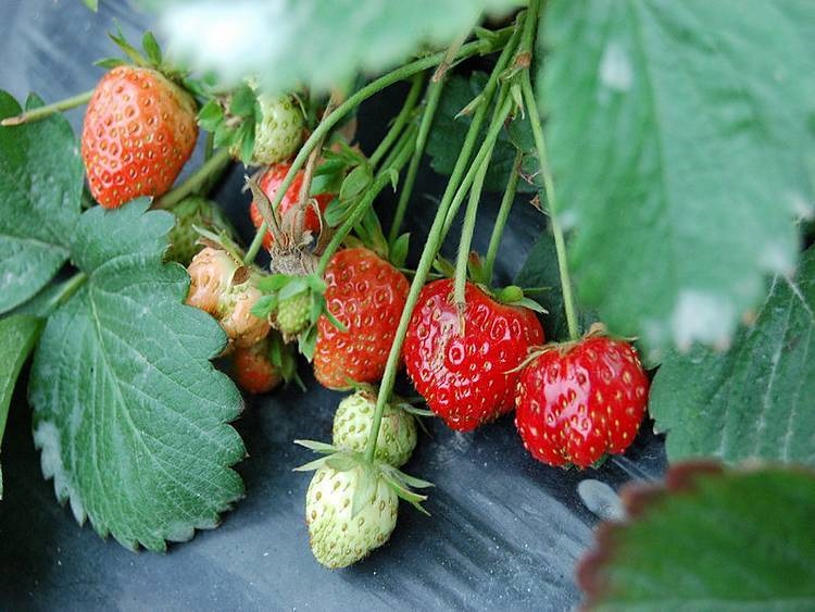如何挑选优质草莓苗？这四个方面需要掌握好！