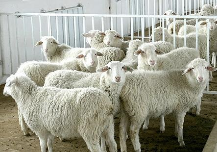 羊肉涨价近30%！具体怎么回事？羊肉涨价是什么原因？