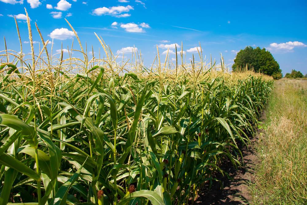 中国十强玉米种排行榜来源： 农业专家投稿
