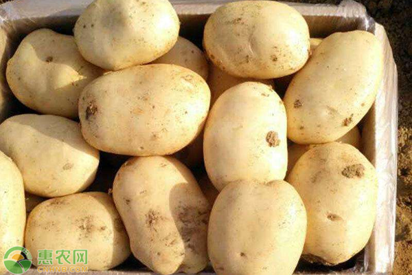 黄心土豆哪个品种好？