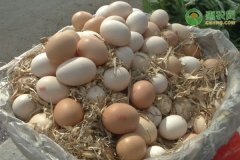 多地鸡蛋价格涨至5元以上，今日蛋价多少钱一斤？